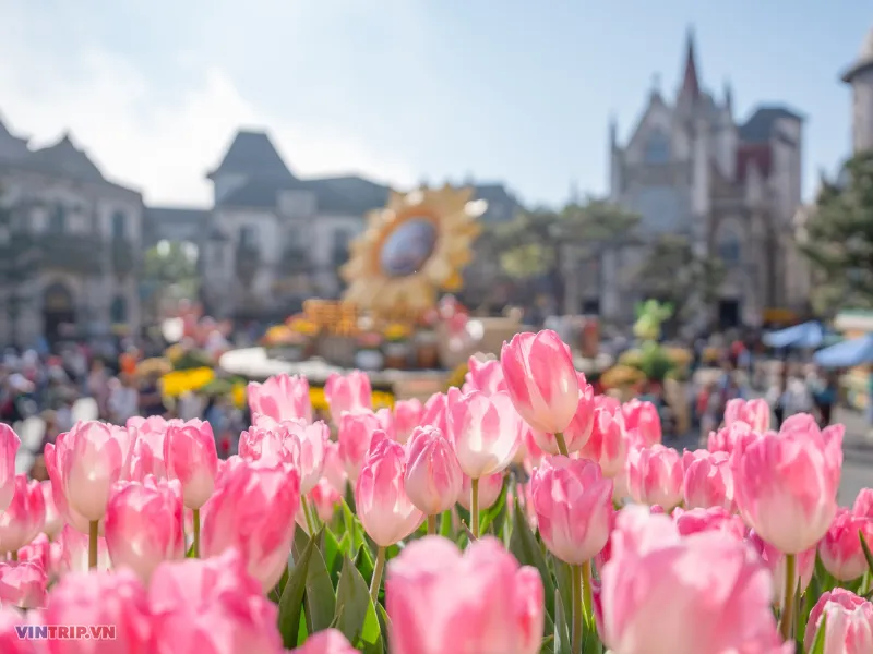 tulip da nang ba na hills vintrip01.png